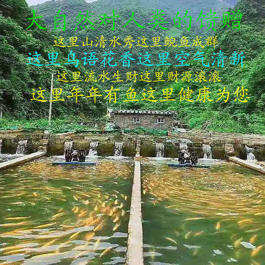 稀有淡水鱼苗批发,活水养殖娃娃鱼视频