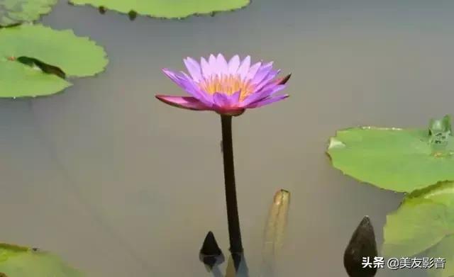 江南可采莲莲叶何田田全诗讲解,有关莲的古诗词大全