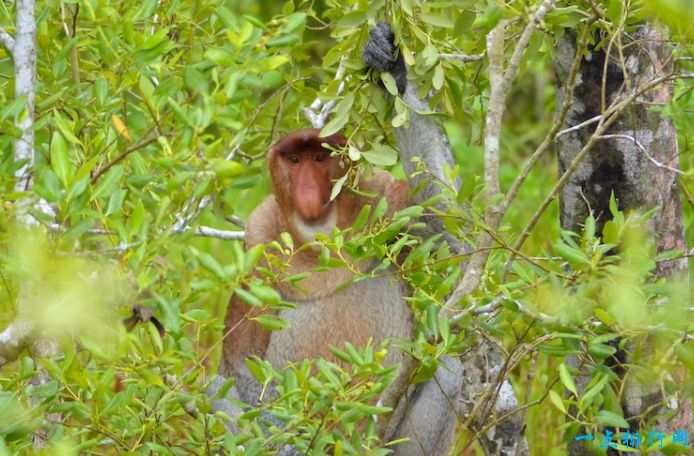 马来西亚旅游必去的十个景点,马来西亚国内海边旅游推荐