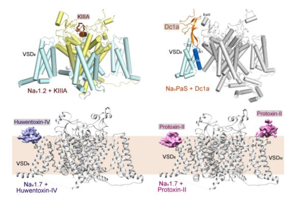 中国冷冻电镜技术进展,冷冻电镜最新研究