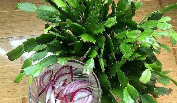 蚧壳虫最喜欢吃什么多肉,蚧壳虫不吃多肉的天敌