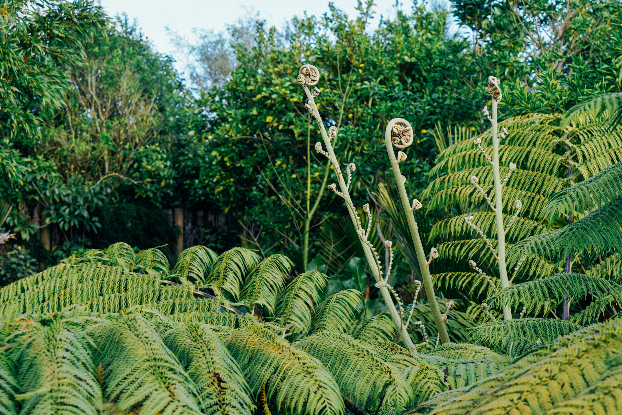 新西兰北岛值得去的地方,新西兰北岛哪里值得去