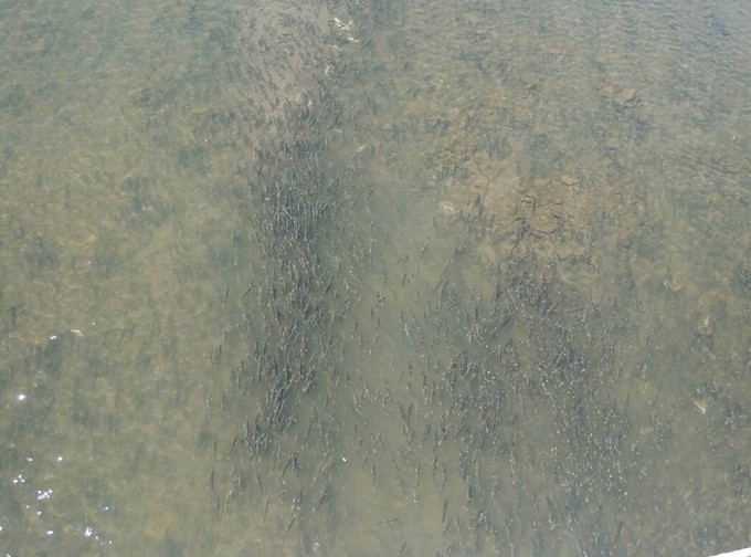 青海湖湟鱼洄游古诗词,青海湖湟鱼为什么洄游