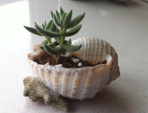 夏季带盆土的多肉买回家怎么养,夏天耐热露天最好养的多肉