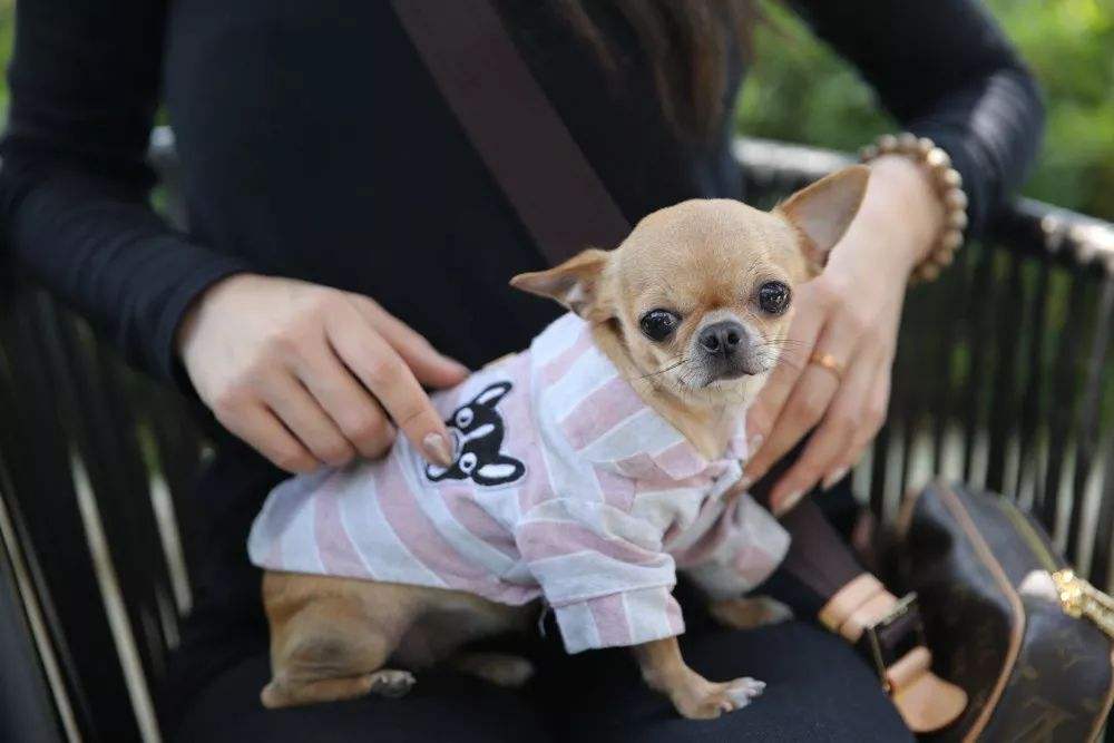 吉娃娃优缺点有哪些表现,吉娃娃醋精