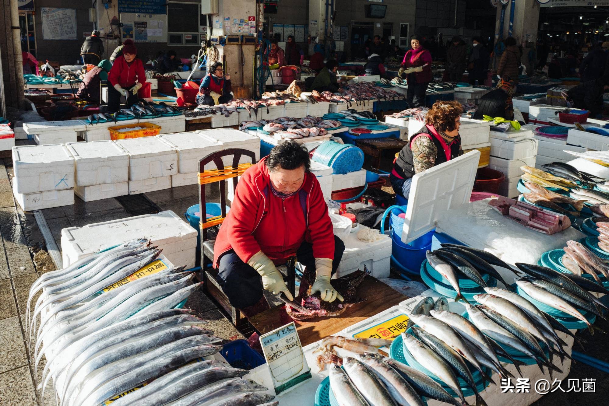 带鱼为什么会活不久呢图片,带鱼为什么出水就活不了