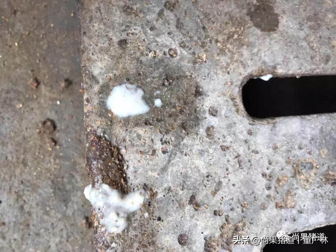 没有产过仔的母猪有炎症吗,母猪产后会排什么样的恶露