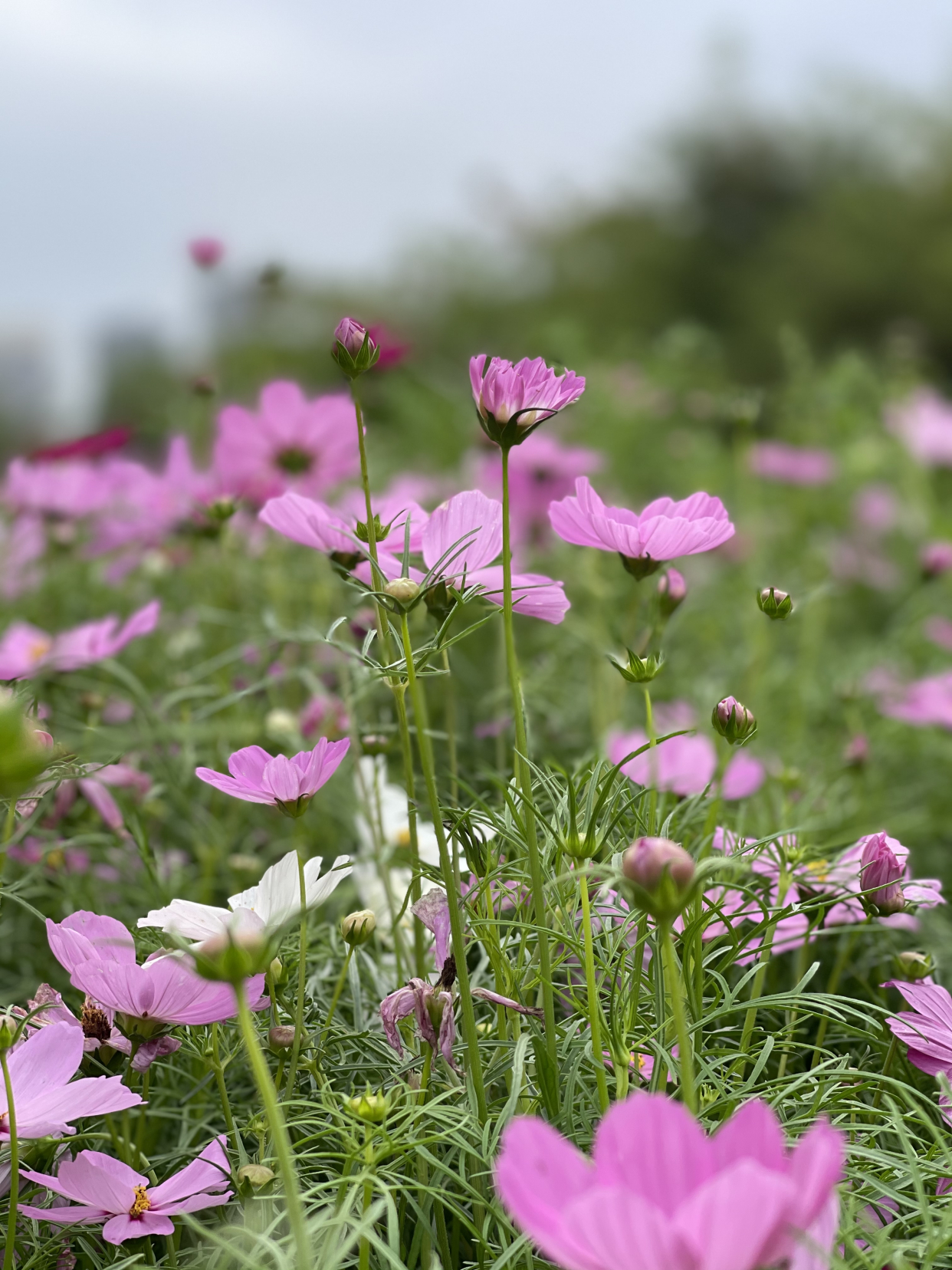 厦门春节期间景点免费有哪些地方,带娃厦门旅游三天攻略景区