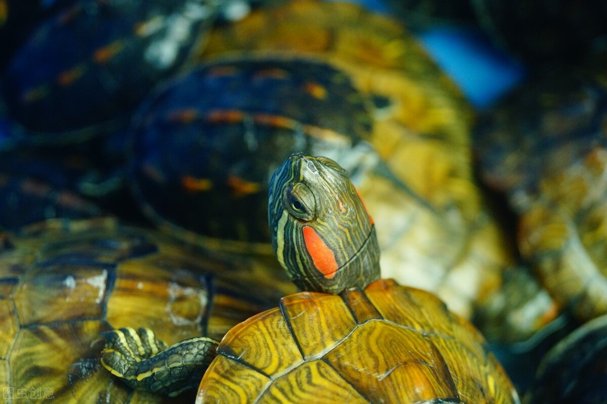 新手养龟应该怎么养,新手养龟的10个建议