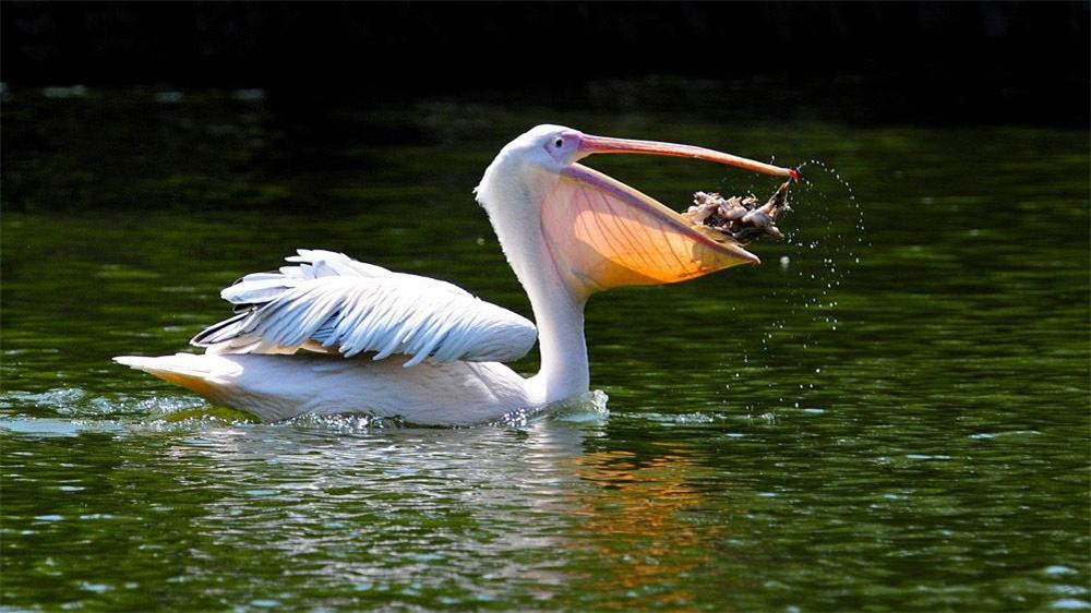 骆驼鸟大嘴如网兜，捕到大鱼后，还会让鱼在嘴里滚3分钟才吞下