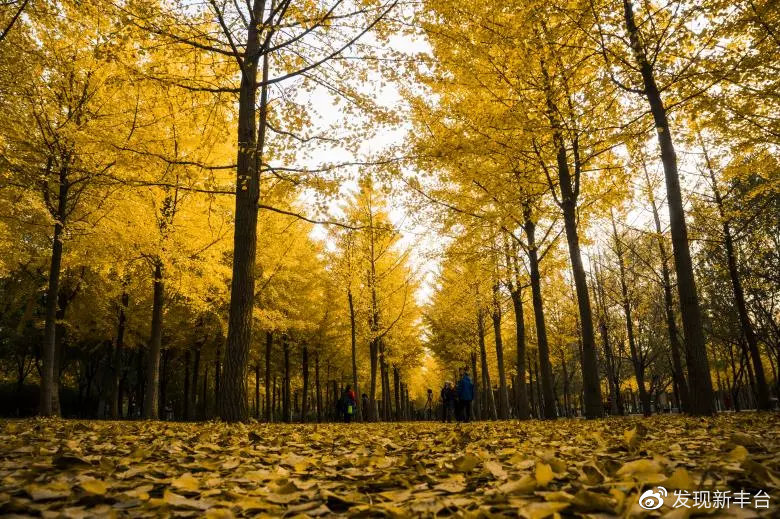银杏叶美景推荐,银杏公园秋色的美景