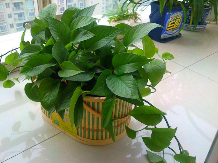 绿萝怎样养得又黑又亮叶片肥厚,水培绿萝水里可以少放点绿叶宝吗