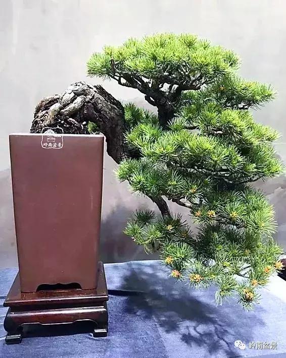 苍劲古朴挺拔有力的老桩盆景欣赏,老态龙钟盆景作品欣赏