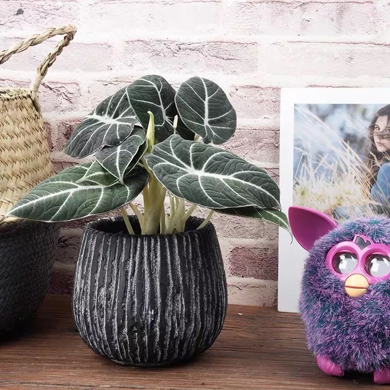 94种常见唯美观叶植物,会开花的绿色硬叶植物