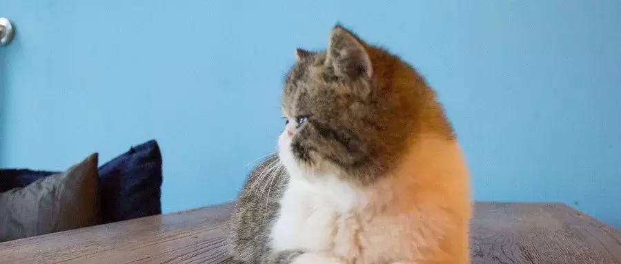 从十四万家咖啡馆中脱颖而出，猫咖是如何让人上瘾的？