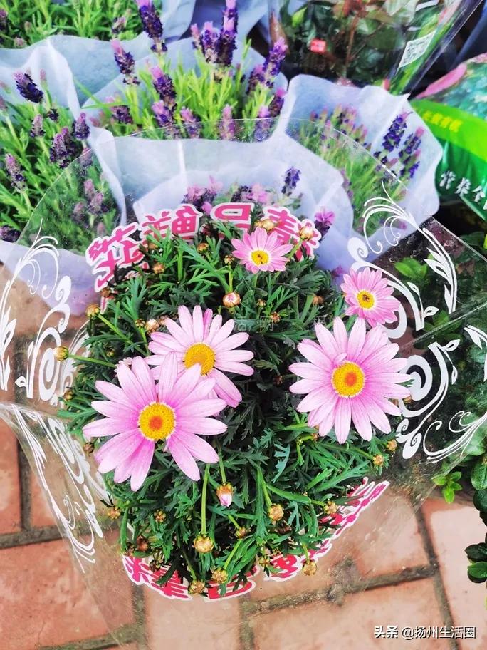 扬州花卉市场大全,扬州西区花卉市场