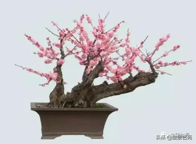 赏梅花十首最好的诗,最经典的梅花十绝