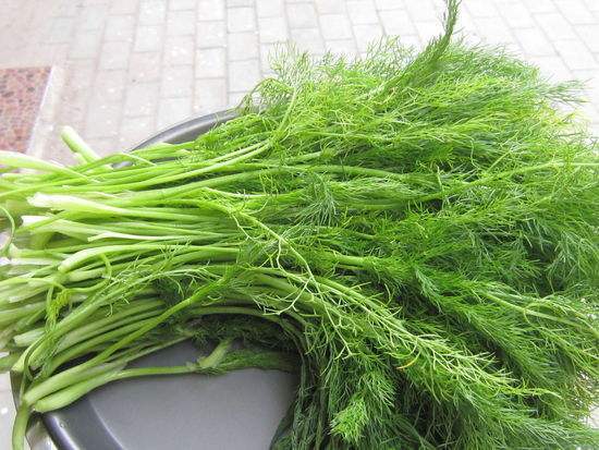 好吃不过饺子，秋天不种茴香苗，窜苗快一茬茬割着吃，真新鲜