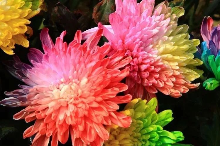 花中四君子菊花,花中四君子菊花的简介