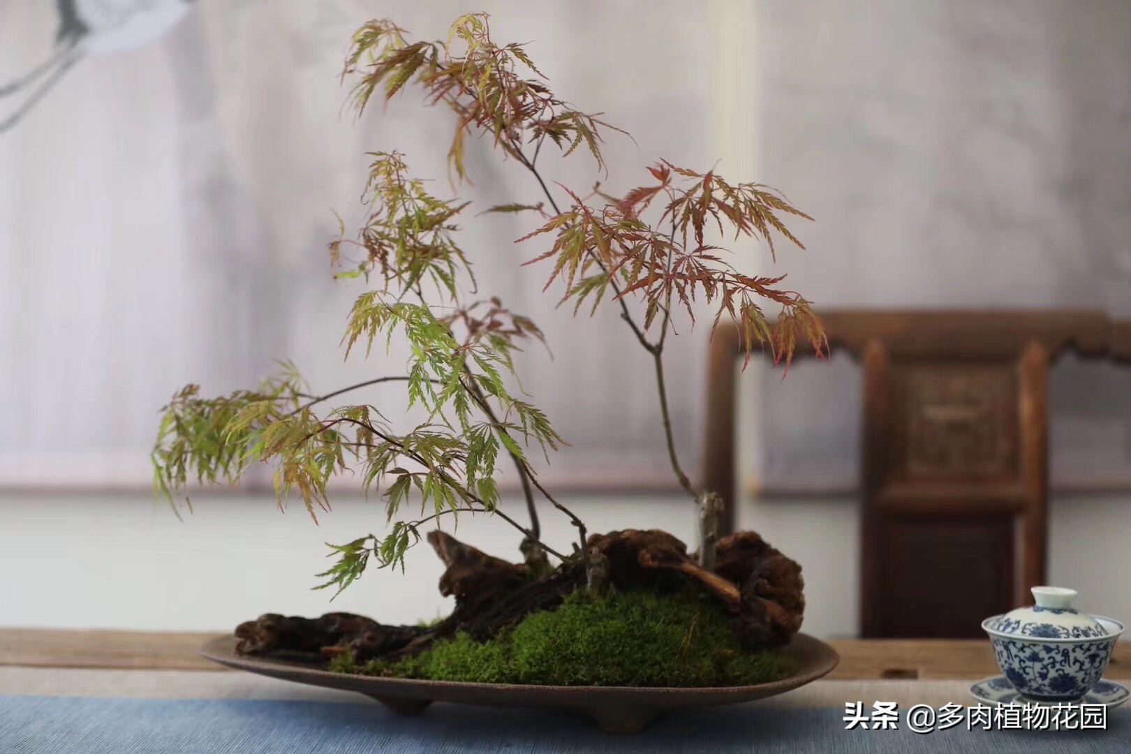 微型盆景初学入门技巧,最简单制作盆景的入门技巧