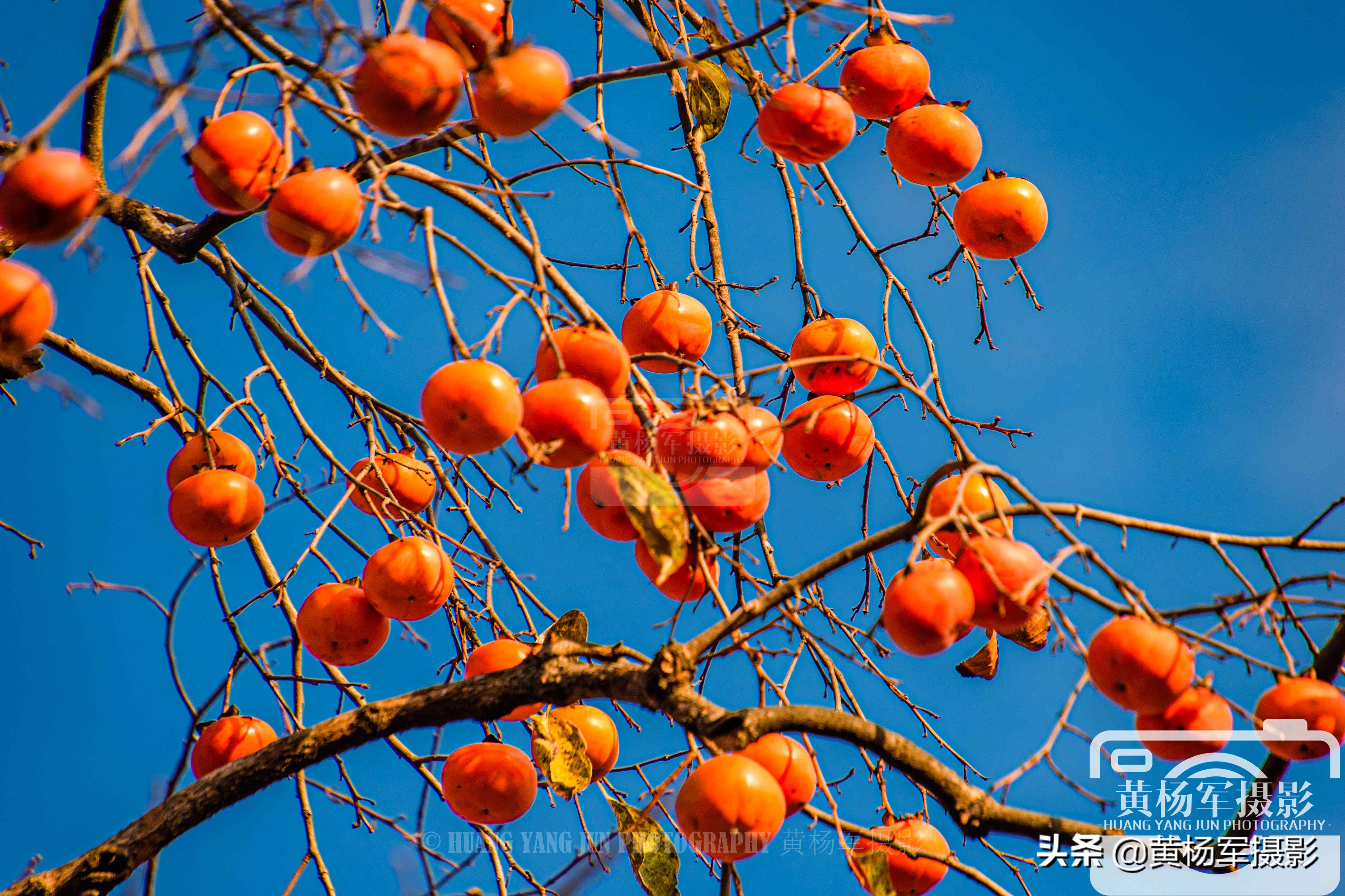 家乡的柿子熟了挂满枝头惹人喜爱,山里的柿子树熟了这里真美