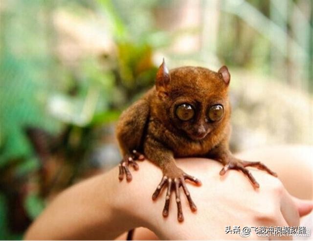 飞波与美娜多合作的项目预计在今年运营