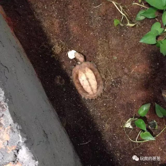 半水龟环境建造,椰土养半水龟