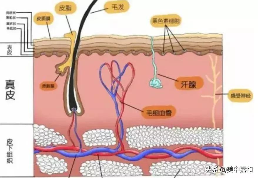 怎么区分黑痣与黑色素瘤,怎么区分黑色素瘤和痦子
