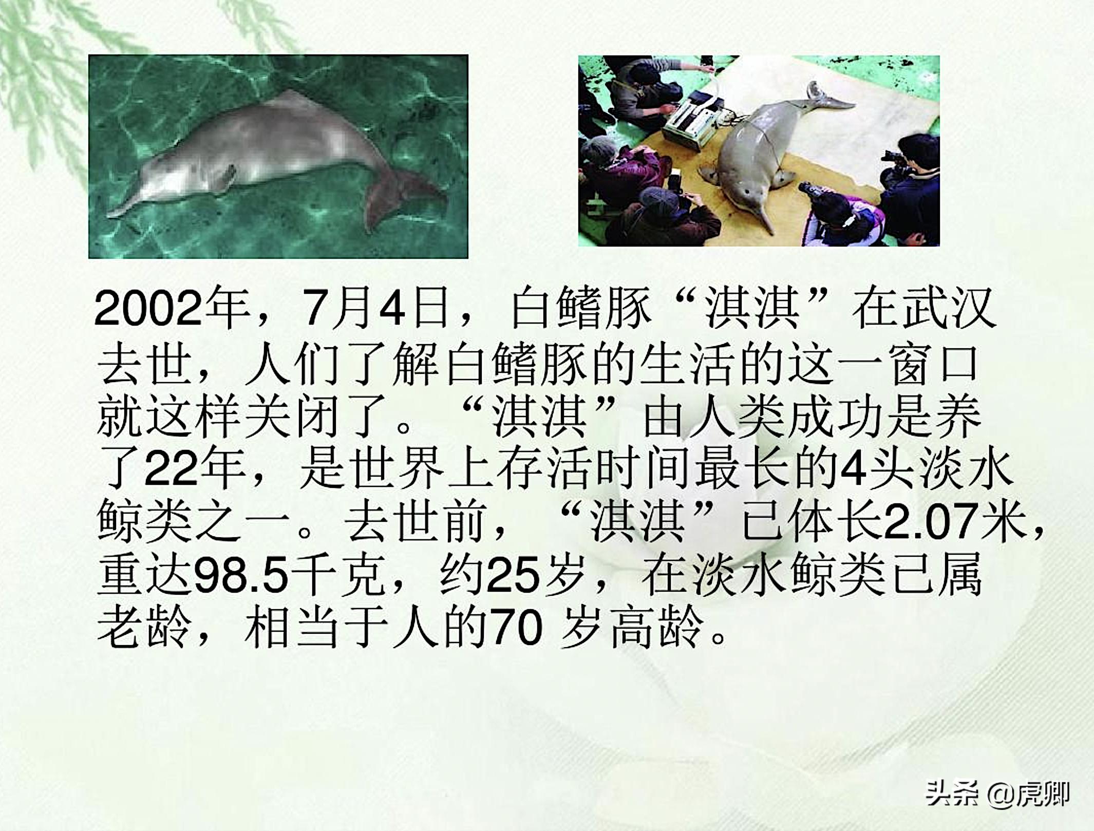 长江江豚死亡最新消息,今年长江江豚灭绝没