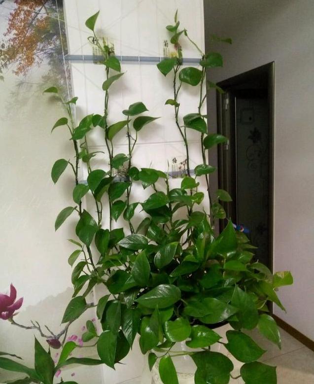 绿萝放鱼缸怎么养才能更旺盛,绿萝放在鱼缸里养怎么施肥