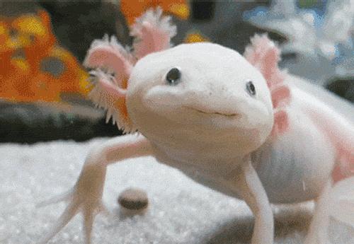 辟谣：六角恐龙终生幼态，只为长寿？不，幼态能维持肢体再生力