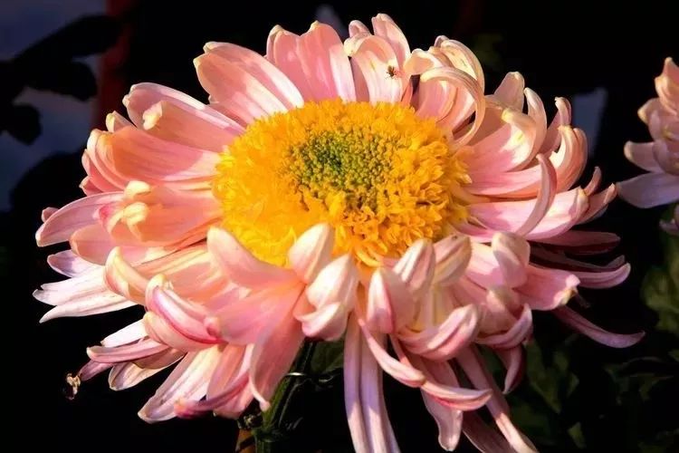 花中四君子菊花,花中四君子菊花的简介