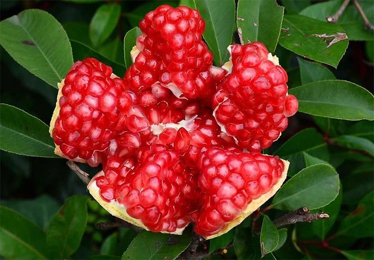 实地考察！长在树上的“雅诗兰黛”，籽软汁多更润肤