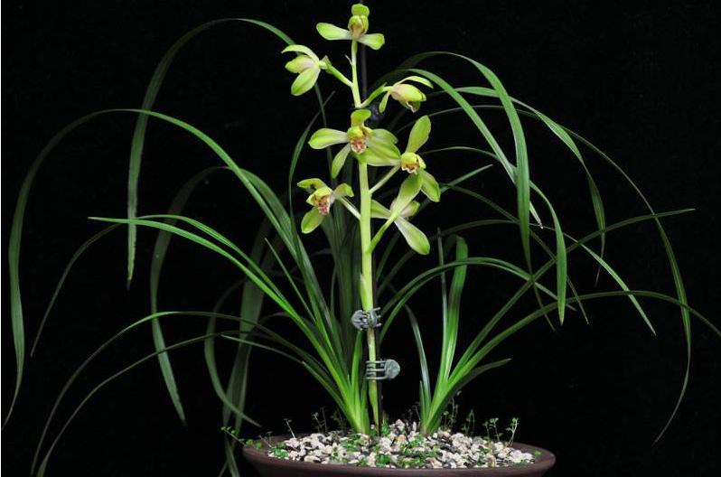 精品玉兰的品种及图片,国兰花朵不艳丽但香气清雅