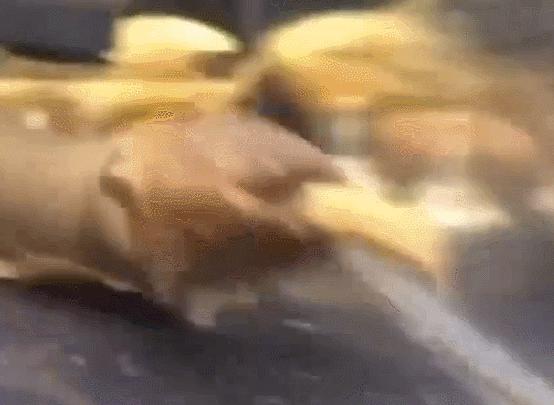 电鳗投喂视频,电鳗投喂后恢复