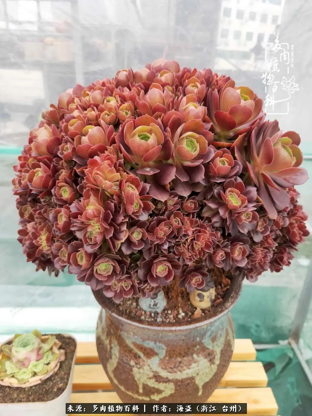 独爱玫瑰与法师！解密金老板和他的屋顶御花园