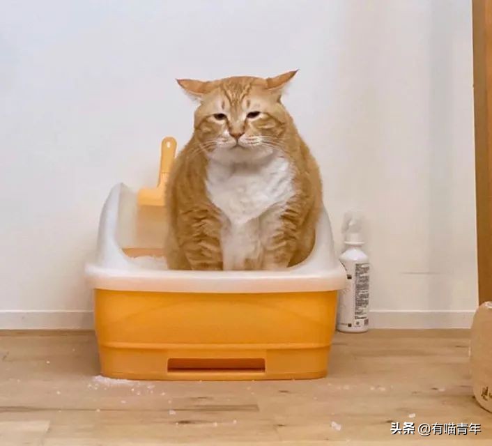 猫咪拉屎姿势好笑,猫咪拉屎搞笑表情