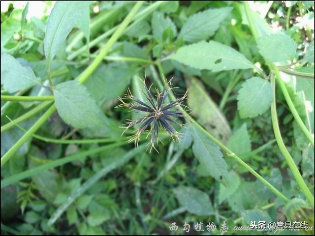 农村身边常见中草药不要错过这些宝贝！