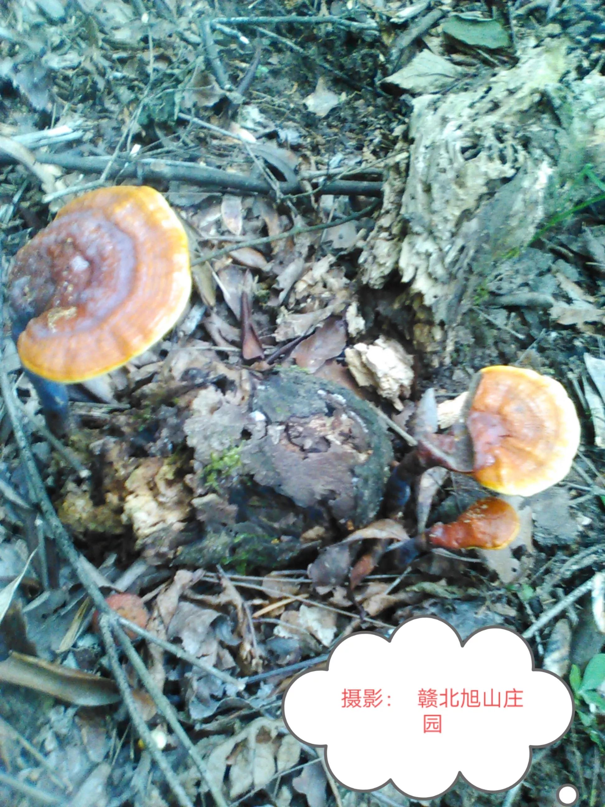 江西省赣北旭山庄园,灵芝旭山庄园