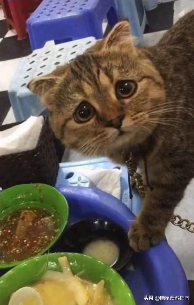 铲屎官想偷吃点零食也太难了吧,铲屎官日常被撒狗粮