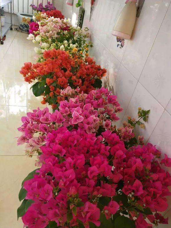 一年四季都适合种的花好养,好养的花有哪些适合一年四季养