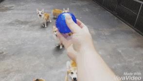 小短腿柯基居然有三个不同品种,小短腿柯基有多可爱