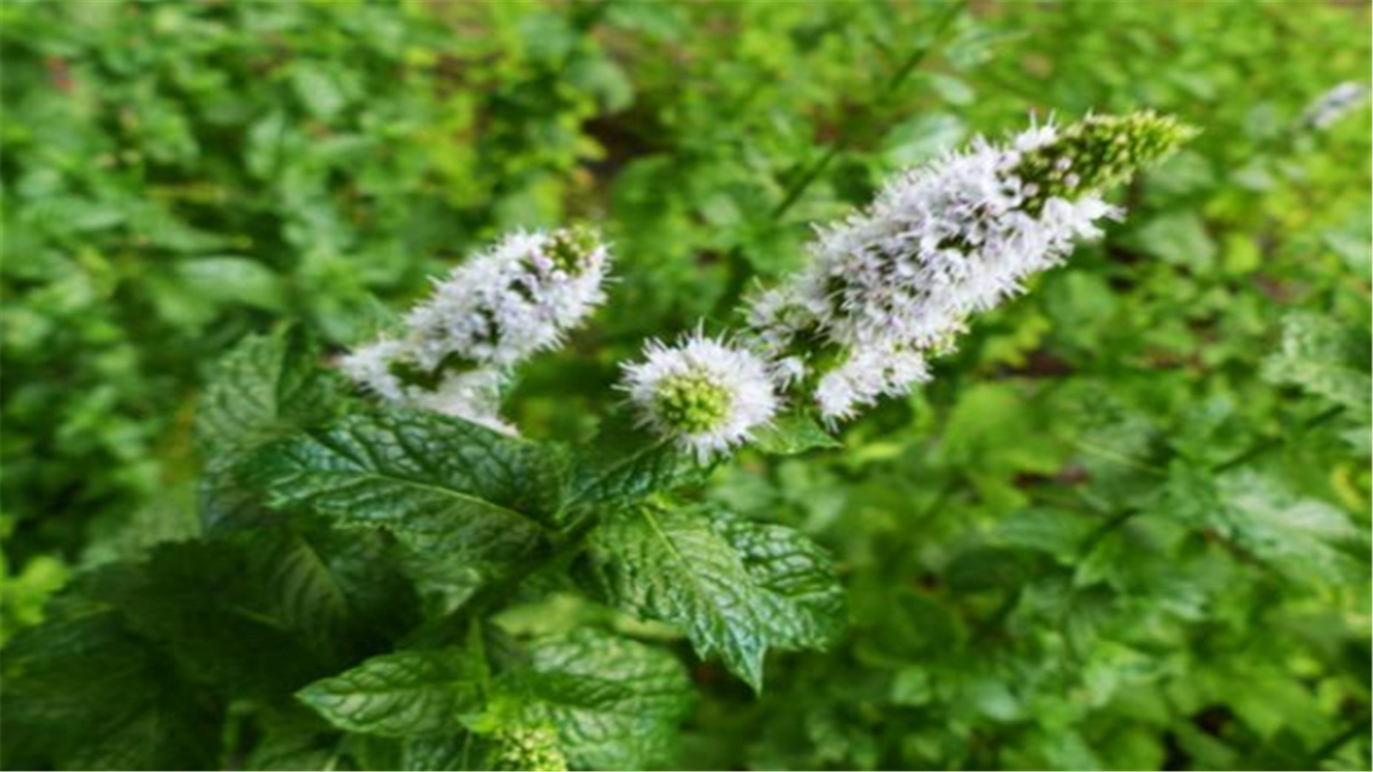 小盆栽植物薄荷盆栽,什么薄荷盆栽好吃又漂亮