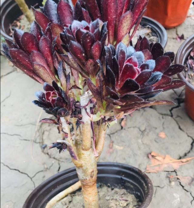 多肉夏季叶子老掉怎么办,多肉夏天老是掉叶子怎么办