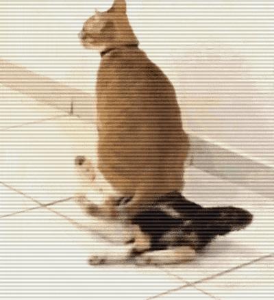 猫圈一定是魔咒吗,猫圈玄学黑猫