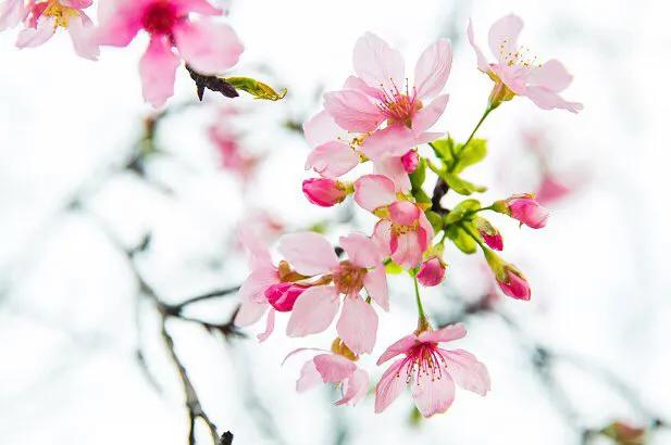 深圳花海公园地址在哪里,深圳中心河公园花海