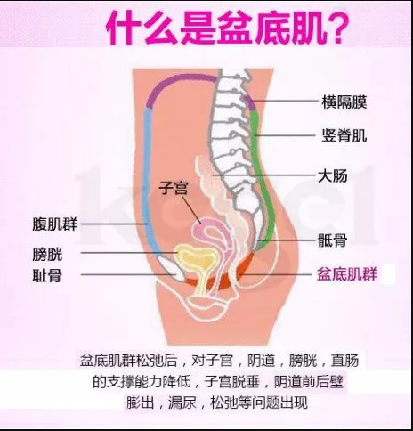咳嗽漏尿是什么原因导致的,产后妈妈为什么会漏尿