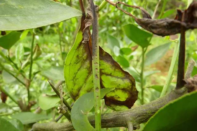 柑橘油斑病和褐斑病图片,柑橘褐斑病危害特征防治方法