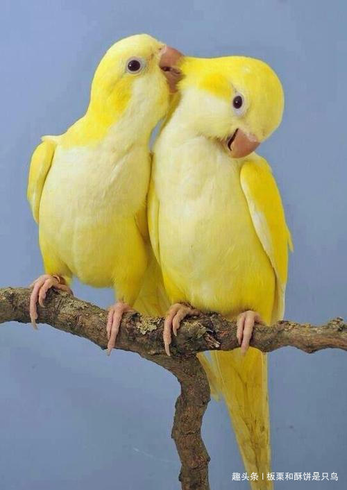 牡丹鹦鹉到底有多少种,可以饲养的牡丹鹦鹉有什么品种