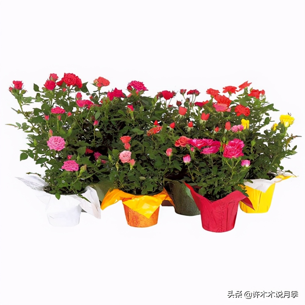 藤本月季怎么在阳台做花墙,藤本月季和蔷薇哪个更适合花墙